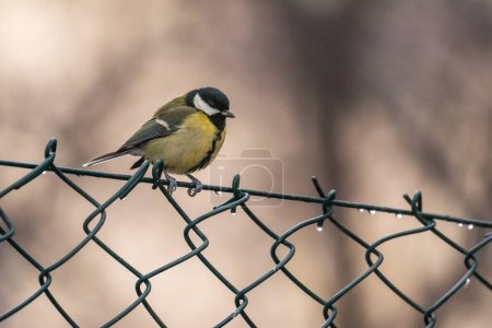 Foto de The great tit in natural habitat. Small passerine bird. Oliwa Park, Gdansk, Poland. - Imagen libre de derechos