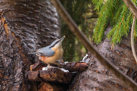 Foto de Nuthatch euroasiático o nuthatch de madera en hábitat natural. Pequeño pájaro paseriforme. Oliwa Park, Gdansk, Polonia. - Imagen libre de derechos