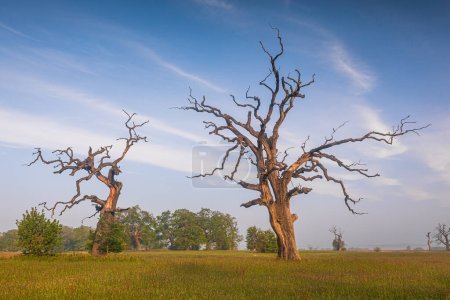 Photo for Old trees in the morning in Rogalin. Landscape of Rogalin Park. Poland. - Royalty Free Image