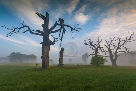 Old trees in the morning in Rogalin. Landscape of Rogalin Park. Poland.