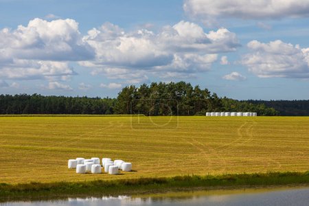 Foto de Pacas blancas en un campo segado. Valle del Río Radunia. Pomerania, Polonia. - Imagen libre de derechos