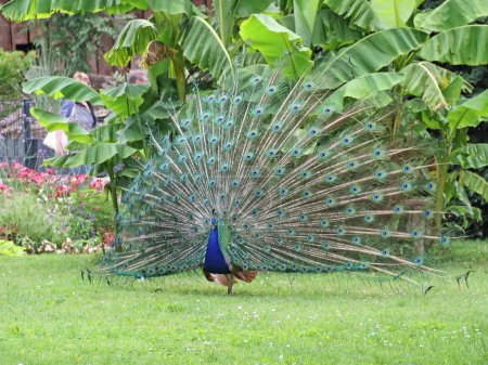 Téléchargez les photos : Un paon montre son plumage coloré - en image libre de droit