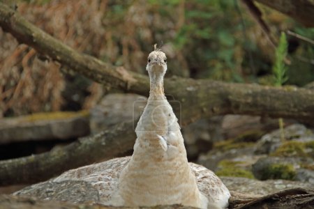 Téléchargez les photos : Blanc peahen sur son lieu de repos - en image libre de droit