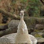 white peahen on her resting place
