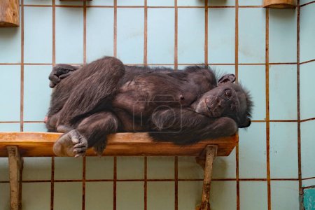 Foto de Bonobo yace pensativamente en el lugar para dormir - Imagen libre de derechos