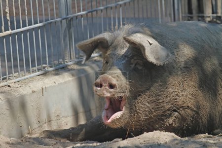 Téléchargez les photos : Un porc domestique allemand couché - en image libre de droit