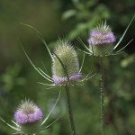 Wild teasel by the wayside