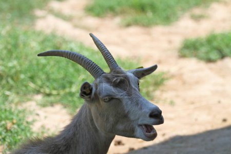 Téléchargez les photos : Portrait d'une chèvre bêlante - en image libre de droit