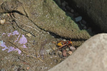 Téléchargez les photos : Hornet sauvage boit de l'eau - en image libre de droit