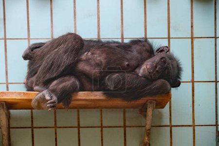 Foto de Bonobo yace pensativamente en el lugar para dormir - Imagen libre de derechos