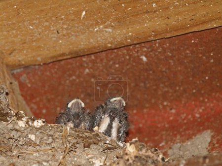 Téléchargez les photos : Hirondelle rustique à son site de nidification - en image libre de droit