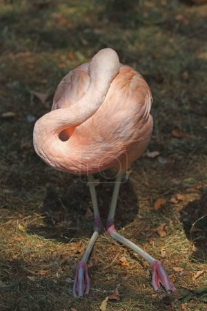 Téléchargez les photos : Flamant rose dans un zoo - en image libre de droit