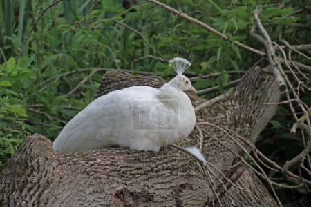 White peahen resting on her place