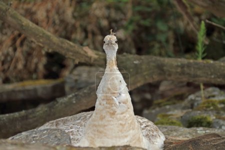 Téléchargez les photos : Peahen blanc reposant sur sa place - en image libre de droit