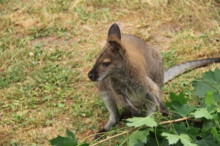 Téléchargez les photos : Kangourou mangeant des feuilles d'érable fraîches - en image libre de droit