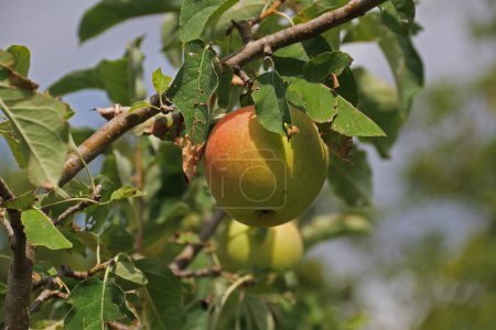 Téléchargez les photos : Une pomme mûre sur la branche d'un arbre aux feuilles vertes - en image libre de droit