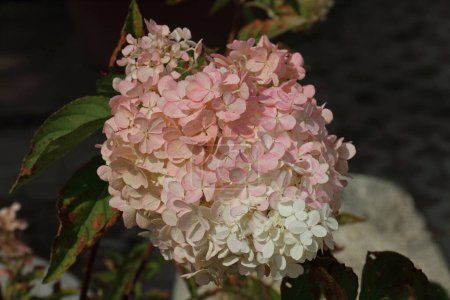 Téléchargez les photos : Détails de panicule hortensia avec des fleurs blanches et roses - en image libre de droit