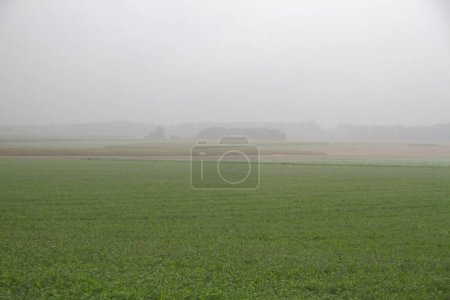 Téléchargez les photos : Brume matinale dans un champ ouvert avec prairies et lumière du soleil - en image libre de droit