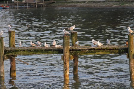 Téléchargez les photos : Un troupeau de mouettes sur une jetée au lac - en image libre de droit
