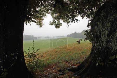 Téléchargez les photos : Vue à travers un groupe d'arbres à un paysage brumeux avec un banc - en image libre de droit