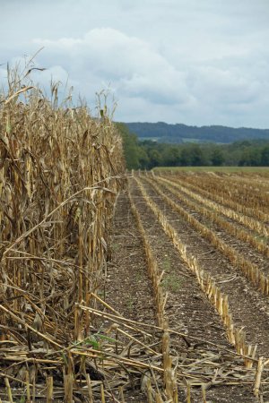 Téléchargez les photos : Un champ de maïs sec en automne, à moitié récolté - en image libre de droit