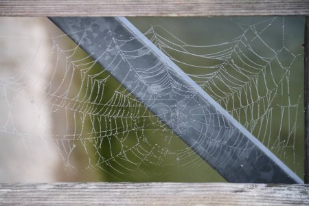 Téléchargez les photos : Une toile d'araignée avec des gouttes de rosée du brouillard matinal - en image libre de droit