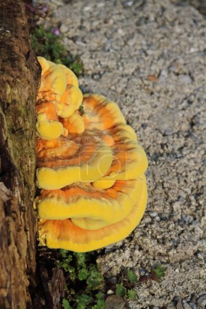 el porling común del azufre, un hongo amarillo brillante del árbol