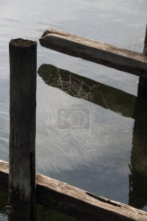 Téléchargez les photos : Une toile d'araignée avec des gouttes de rosée du brouillard matinal - en image libre de droit