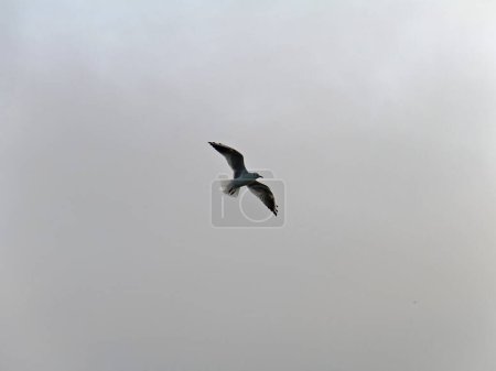 Téléchargez les photos : Une mouette en vol contre une brume grise du matin rétro-éclairée - en image libre de droit