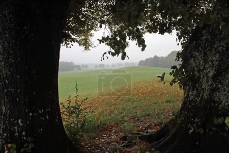 Téléchargez les photos : Vue à travers un groupe d'arbres à un paysage brumeux avec un banc - en image libre de droit
