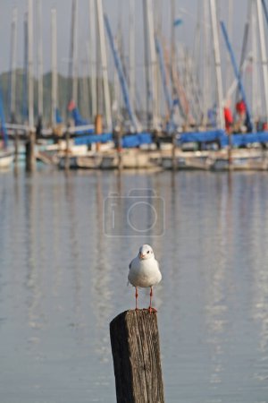 Téléchargez les photos : Une jetée en bois sur le lac Ammersee en Bavière avec des voiliers et une mouette - en image libre de droit