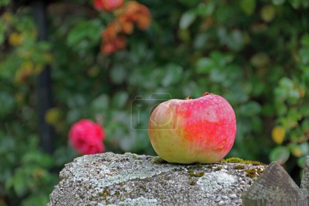 Téléchargez les photos : Une pomme fraîche et croustillante repose sur une pierre brute - en image libre de droit