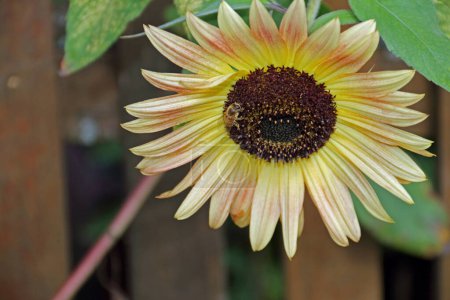 Téléchargez les photos : Un tournesol bicolore avec une abeille au centre - en image libre de droit