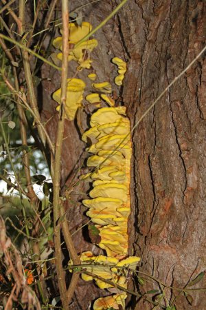 der Schwefelporling, ein leuchtend gelber Baumpilz