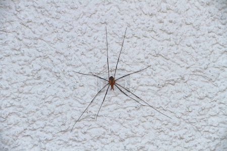 a harvestman hanging on a light plastered wall