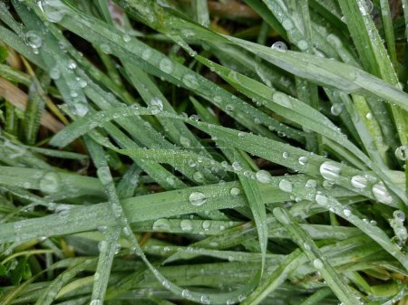 Photo for Grass with dew drops in the morning. Spring background - Royalty Free Image