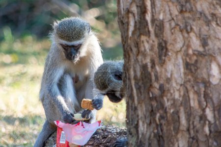 Photo for Two vervet monkeys share a stolen package of cakes - Royalty Free Image