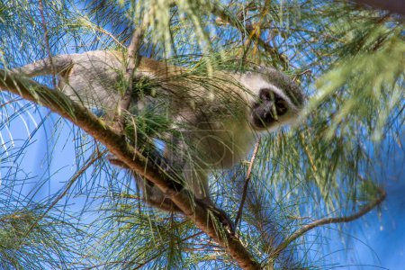 Photo for A Vervet Monkey perched in a tree - Royalty Free Image