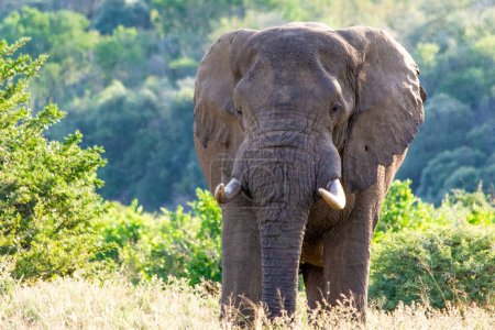 Foto de Un elefante en la Reserva de Caza Hluhluwe-Umfolozi en Sudáfrica - Imagen libre de derechos
