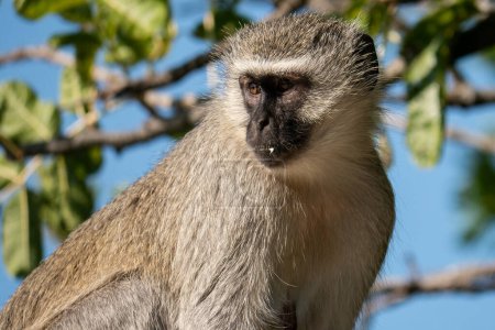 Photo for A vervet monkey in the Hluhluwe-Umfolozi Game Reserve in South Africa - Royalty Free Image