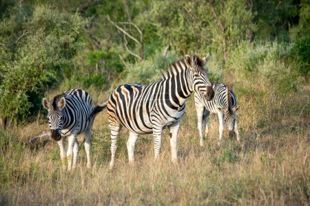 Photo for Three zebras in the Hluhluwe-Imfolozi Park in South Africa - Royalty Free Image