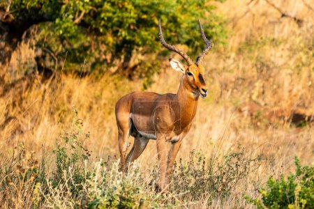 Photo for An Impala in the Hluhluwe-Imfolozi Park in South Africa - Royalty Free Image