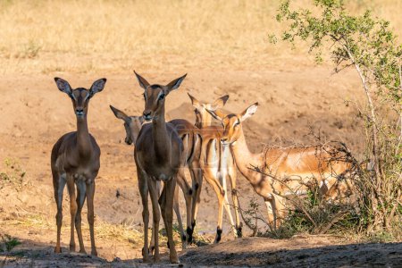 Photo for A group of Impalas in the Hluhluwe-Umfolozi Game Reserve in South Africa - Royalty Free Image