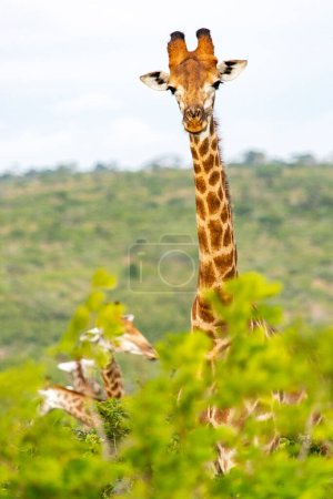 Photo for A giraffe in the Hluhluwe-Imfolozi Park in South Africa - Royalty Free Image