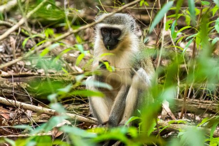 Foto de Mono verde en el refugio de vida silvestre de Mlilwane, una reserva de caza en Suazilandia - Imagen libre de derechos