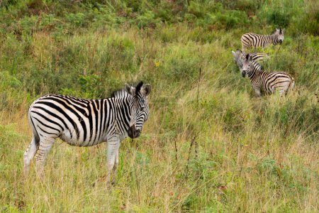 Foto de Cebras en el refugio de vida silvestre Mlilwane, una reserva de caza en Suazilán - Imagen libre de derechos