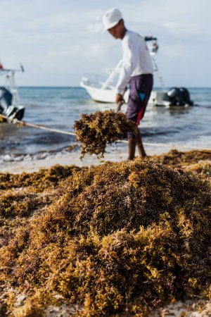 Téléchargez les photos : Latin homme nettoyage d'une plage des Caraïbes au Mexique de sargasses et de déchets avec un râteau au Mexique Playa del Carmen, Amérique latine - en image libre de droit
