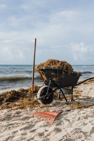 Téléchargez les photos : Cueillette d'algues de sargassum sur les plages de la Riviera Maya, Playa del Carmen Mexique - en image libre de droit