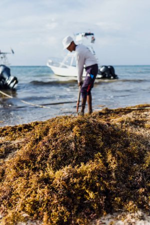 Téléchargez les photos : Latin homme nettoyage sargasso et poubelle avec râteau avec du texte dans son t-shirt "nettoyage de plage" au Mexique plage des Caraïbes, Mexique Playa del Carmen, Amérique latine - en image libre de droit