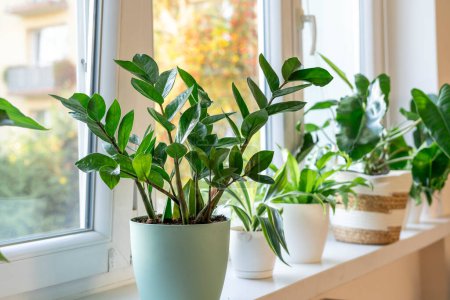 Photo for Zamioculcas with green leaves. Home plants, indoor garden, urban jungles. Home plant on the window - Royalty Free Image